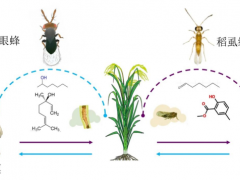 害虫也会合作  研究揭开二化螟和褐飞虱互利策略