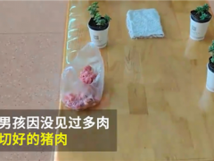 与众不同！幼儿园老师让带多肉植物 男孩带猪肉