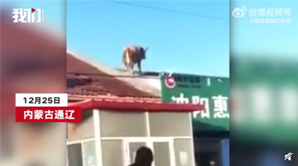 内蒙古一头牛跳上房顶奔跑 这牛是要上天啊!