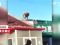 内蒙古一头牛跳上房顶奔跑 这牛是要上天啊！
