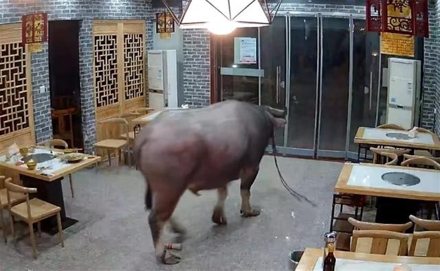 待宰水牛发狂冲进餐馆顶飞男子