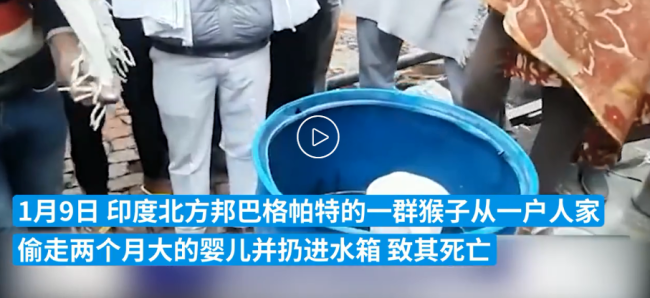 印度婴儿遭野猴扔进水箱死亡