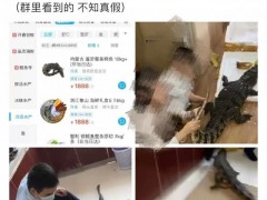 所售鳄鱼被砍后复活?盒马回应：冷冻品内脏已去除【快讯】