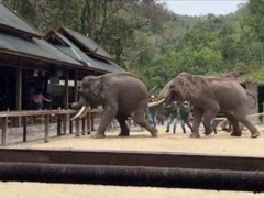 云南一景区两只大象表演时突然打架：一头大象用象牙顶住另一头的屁股【快讯】
