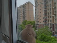 闯入居民家中偷吃薯片、随地大便 大闹南京的一只流浪猴被抓到了【快讯】