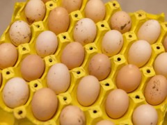 鸡蛋上最脏的东西你可能吃了 需要警惕的沙门氏菌【快讯】