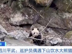 巡护员偶遇野生大熊猫，大熊猫瞥了一眼假装没看见【快讯】