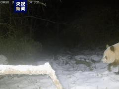 秦岭已发现11次棕色大熊猫 罕见踪迹再现身【快讯】