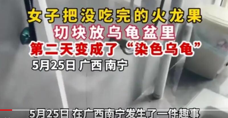 女子喂乌龟火龙果第2天获炫彩神龟