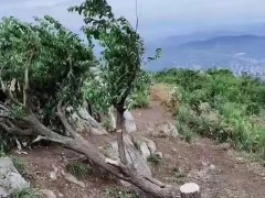 砍60岁迎客松涉事人已找到 树仍存活 网红树获紧急保护【快讯】