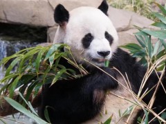 我国历史上的熊猫外交 软实力的萌动使者【快讯】