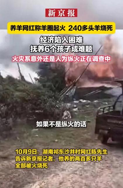 博主240头羊被烧死:抚养6孩成难题