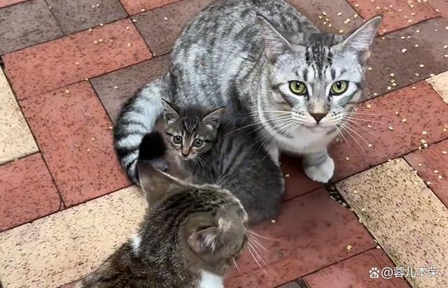 流浪猫被喂食物后带孩子找上门 母爱无界