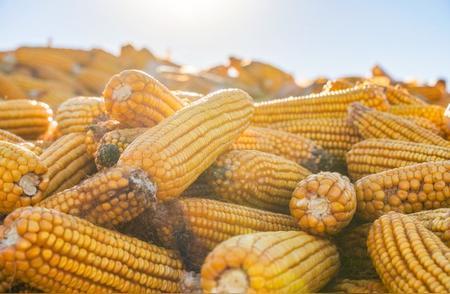 继续涨价！玉米&ldquo;全面涨价&rdquo;要大反转？多地深加工企业上调收购价