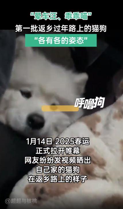 第一批回家过年的猫狗已经在路上了