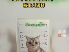 泰国猫咪袭警被捕超萌入狱照走红 究竟啥情况？