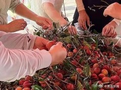 荔枝价格暴跌七成 销量激增供过于求【热搜】