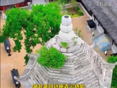 湖北一明代古塔上长了一棵朴树 究竟啥情况？