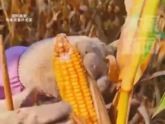 一家人掰2小时玉米后发现不是自家地 究竟啥情况？