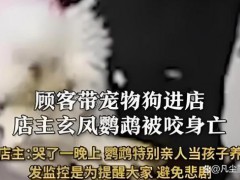 心碎！店内鹦鹉被狗咬死，宠物安全咋保障？【热搜】
