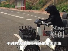 【拉布拉多开车上路?交管局回应 网红狗学车引热议】