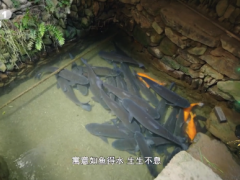 【一条草鱼55岁了！村民给鱼过55岁生日】
