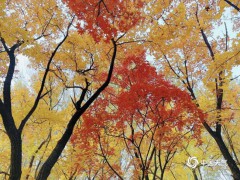 【仰头见秋 北京的天空是彩叶织成的 枫叶限定款美景】