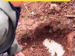 女子即将结婚 父母取出封存的女儿红 内幕曝光让人意外！