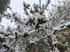 广东冷到“结冰”了 强冷空气来袭[热点]