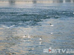 红嘴鸥成为重庆“最优”水质代言人 灵动舞者见证生态改善[热点]