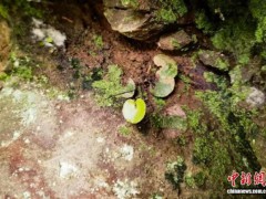 三峡库区再度发现荷叶铁线蕨野生种群 种群数量创新高[热点]