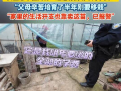 大棚近万株蔬菜苗被偷 女生崩溃哭诉 半年心血付诸东流[热点]