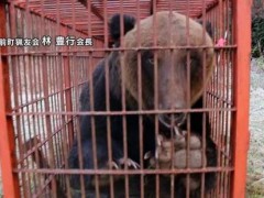 北海道熊尸体多到装不下了 猎杀数量激增[热点]