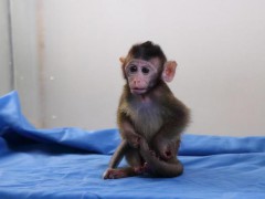 13万一只！实验猴价格暴涨 供需缺口扩大[热点]