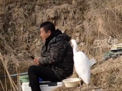 男子钓鱼偶遇“矜持”白鹭 内幕曝光让人意外~!