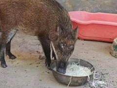 男子收养野猪一年从30斤长到150斤 成网红猪拒高价收购[热点]