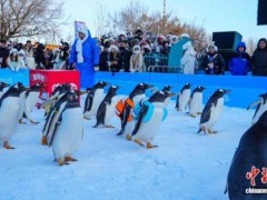 哈尔滨百只企鹅冰雪巡游迎新年 极地主题欢乐多[热点]