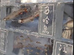 黑龙江景区现3米高“冰封鱼墙” 内幕曝光让人意外!