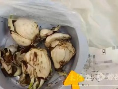 媒体评盒马误送水仙球致祖孙俩中毒 拣货失误引争议[热点]