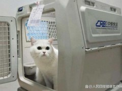 “毛孩子”坐上高铁回家过年啦 宠物托运服务扩大[热点]