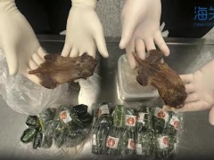 长沙海关查获鼠肉蚂蚁卵 违规携带入境被查[热点]