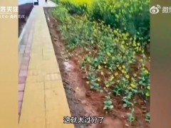 当地回应老人为种菜撬毁人行道：系道路修建时违规占用耕地[热点]