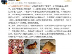 广东一养鸡场几千只鸡被热死 内幕曝光让人意外！